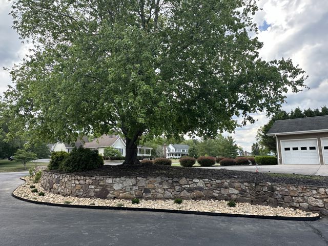 Picture showing hardscaped bed surrounding a mature tree.
