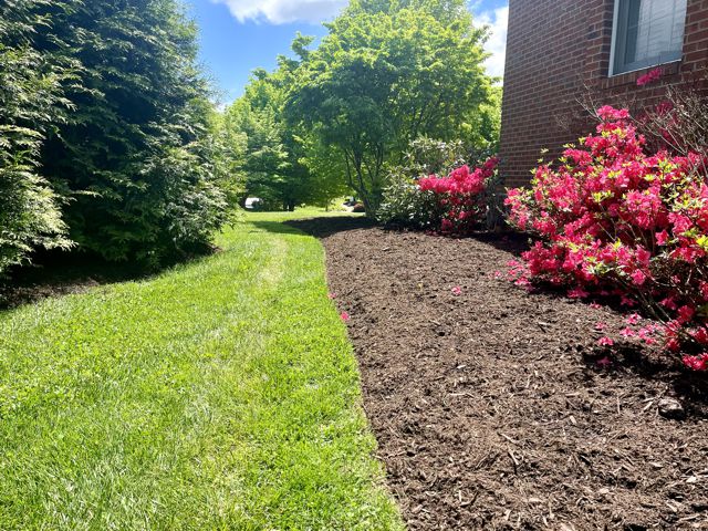 Picture showing recently mulched bed with azalea  bushes blooming.