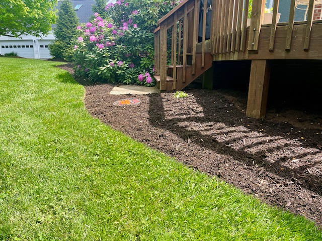 Picture showing fine died brown mulch landscaping along a curved bed with a rhododendron bush in full bloom during spring.